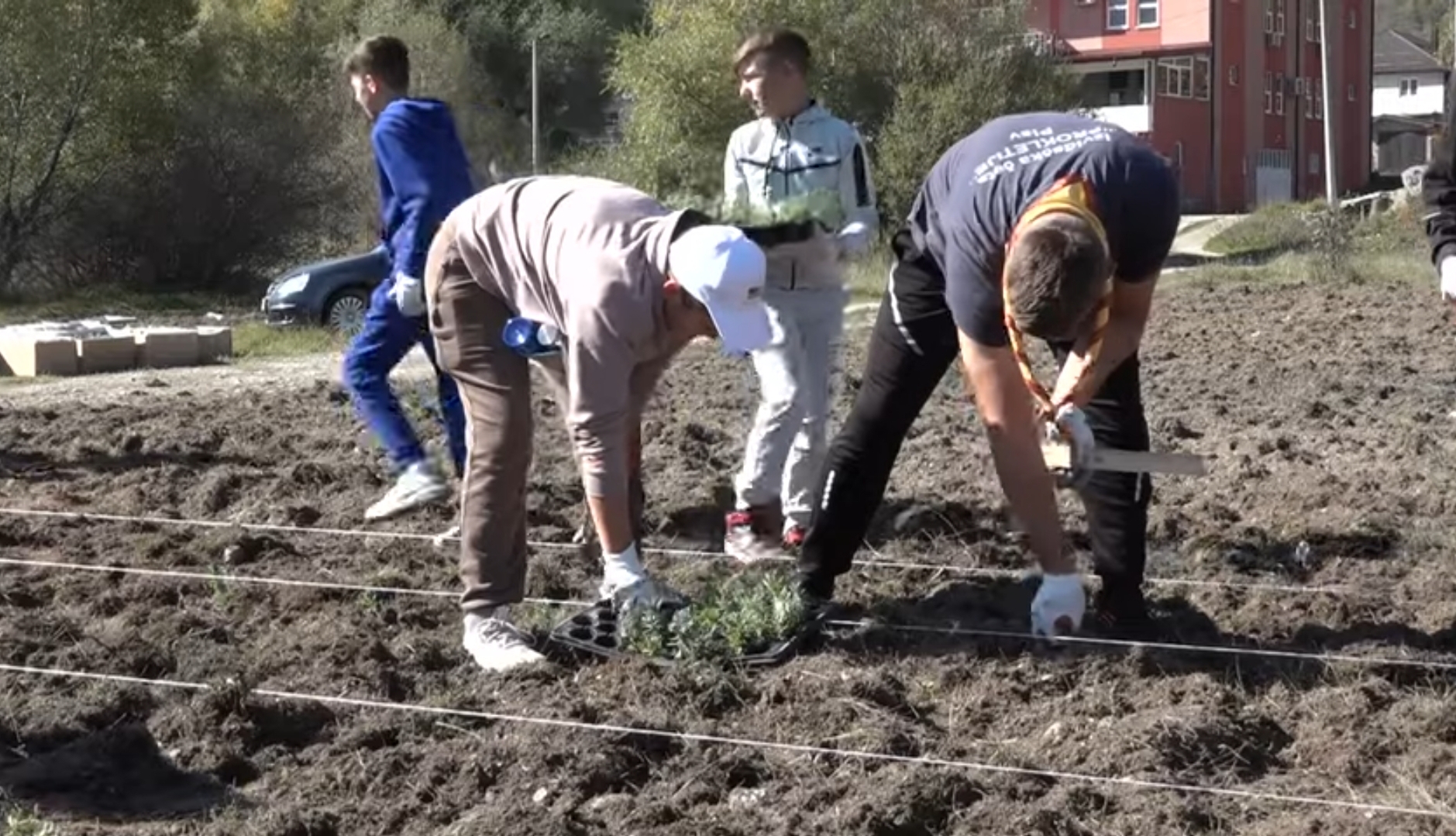 Plav: Zasađeno 40 000 sadnica aromatičnog i ljekovitog bilja