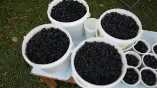 Tradicija se nastavlja: Vašar na Turjaku okupio preko hiljadu ljudi