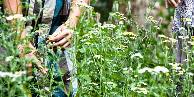 Organizovana studijska posjeta za edukovane žene o uzgoju ljekovitog i aromatičnog bilja firmama ,,Flores” iz Mojkovca i ,,Hodesa” iz Rožaja