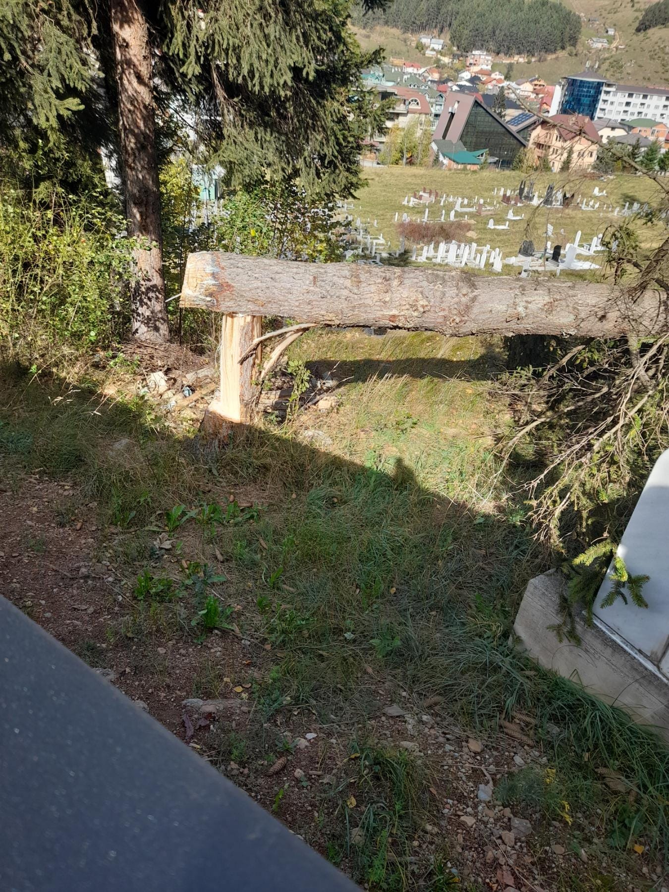 Rožaje: Vjetar oborio stablo, građani da budu oprezni