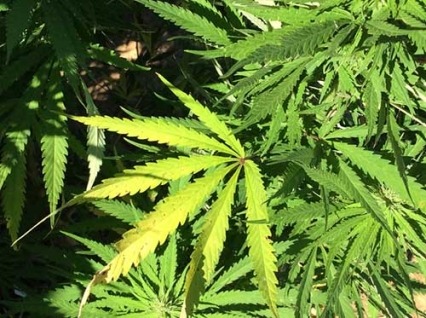 Rožaje: Policija zaplijenila oko 45 kilograma marihuane