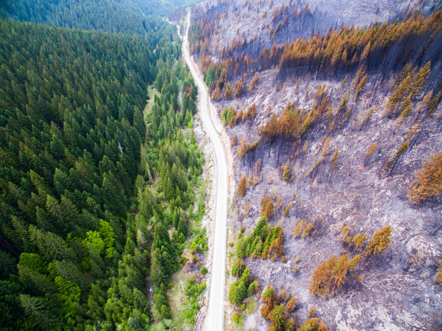 Hitno pošumiti područja koja su stradala u požarima prije četiri godine