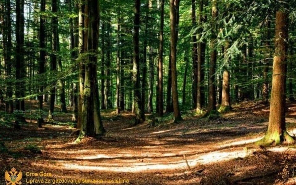Počela prijava za bivše zaposlene iz drvoprerađivačke indsutrije