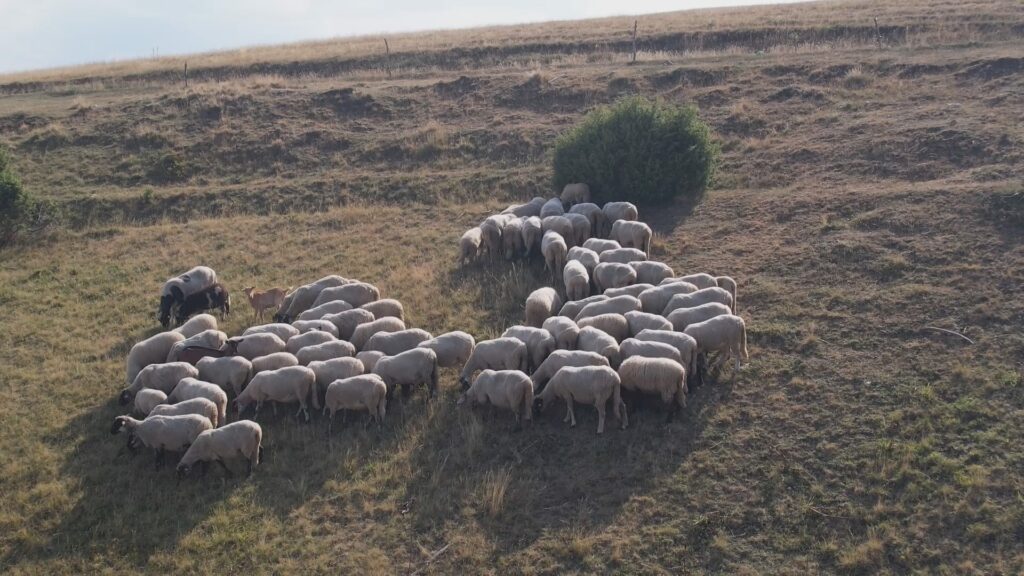 Javni poziv: 80.000 eura podrške poljoprivrednim gazdinstvima u 2025. godini 1 534675374 1070310195088477 3105196754022875324 n 1 Radio televizija Rožaje