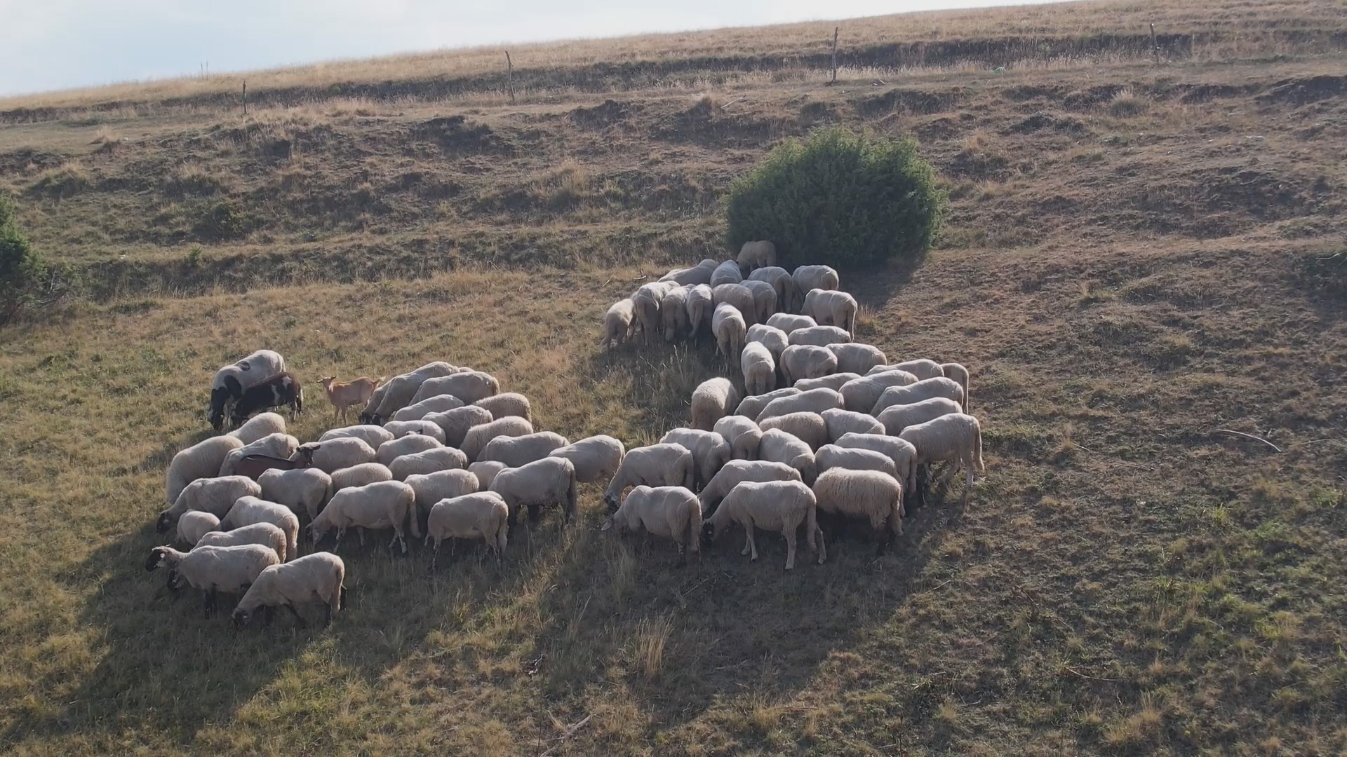 Javni poziv: 80.000 eura podrške poljoprivrednim gazdinstvima u 2025. godini